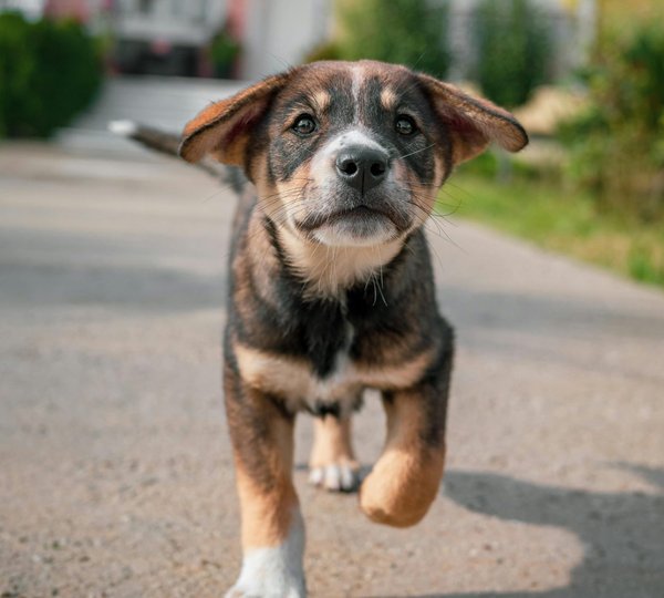 How to Train a Shy Dog to Enjoy Social Gatherings?